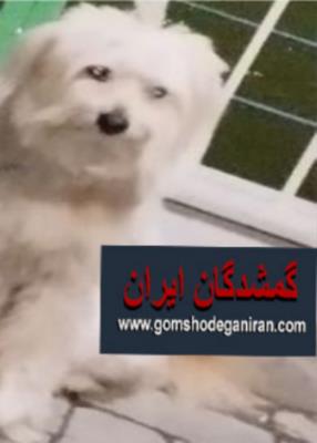 سگ گم شده شیتزو تریر با مژدگانی ۵میلیونی